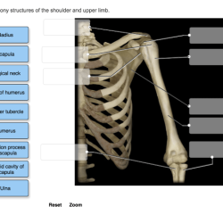 Label the bony structures of the shoulder and upper limb